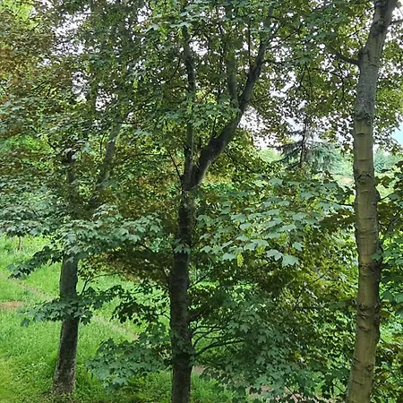 Arciszewskiego Forest View Apartman